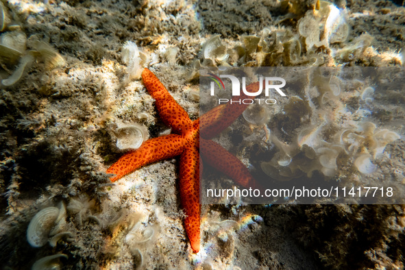 A Mediterranean red sea star (Echinaster sepositus) is being pictured in the waters of San Giovanni di Sinis, Sardinia, Italy, on July 18, 2...