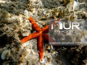 A Mediterranean red sea star (Echinaster sepositus) is being pictured in the waters of San Giovanni di Sinis, Sardinia, Italy, on July 18, 2...