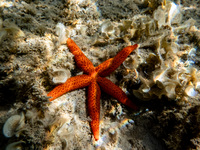 A Mediterranean red sea star (Echinaster sepositus) is being pictured in the waters of San Giovanni di Sinis, Sardinia, Italy, on July 18, 2...