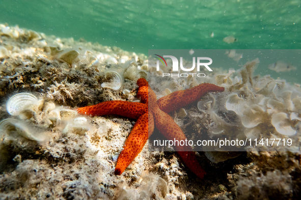 A Mediterranean red sea star (Echinaster sepositus) is being pictured in the waters of San Giovanni di Sinis, Sardinia, Italy, on July 18, 2...