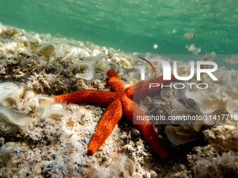 A Mediterranean red sea star (Echinaster sepositus) is being pictured in the waters of San Giovanni di Sinis, Sardinia, Italy, on July 18, 2...