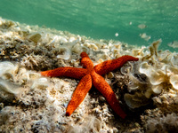 A Mediterranean red sea star (Echinaster sepositus) is being pictured in the waters of San Giovanni di Sinis, Sardinia, Italy, on July 18, 2...