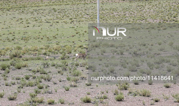 A Tibetan Gazelle is being shown in the pastoral area of Gamba county, Xigaze city, in Xigaze, China, on July 17, 2024. 