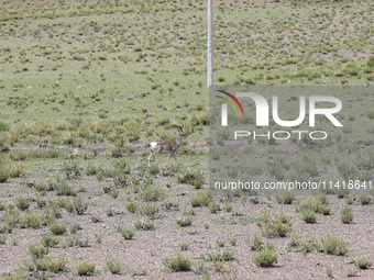 A Tibetan Gazelle is being shown in the pastoral area of Gamba county, Xigaze city, in Xigaze, China, on July 17, 2024. (