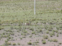 A Tibetan Gazelle is being shown in the pastoral area of Gamba county, Xigaze city, in Xigaze, China, on July 17, 2024. (