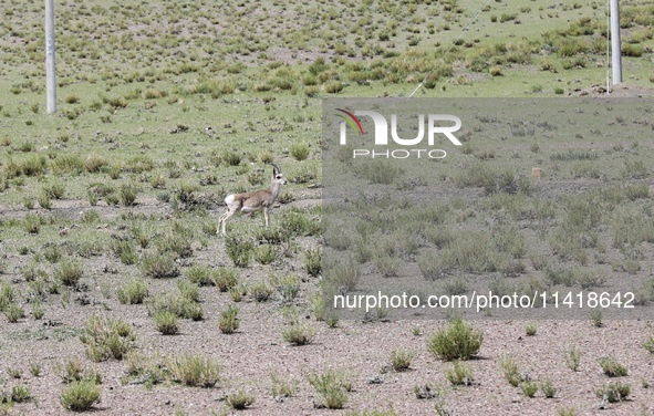 A Tibetan Gazelle is being shown in the pastoral area of Gamba county, Xigaze city, in Xigaze, China, on July 17, 2024. 