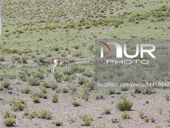 A Tibetan Gazelle is being shown in the pastoral area of Gamba county, Xigaze city, in Xigaze, China, on July 17, 2024. (