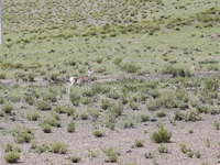 A Tibetan Gazelle is being shown in the pastoral area of Gamba county, Xigaze city, in Xigaze, China, on July 17, 2024. (