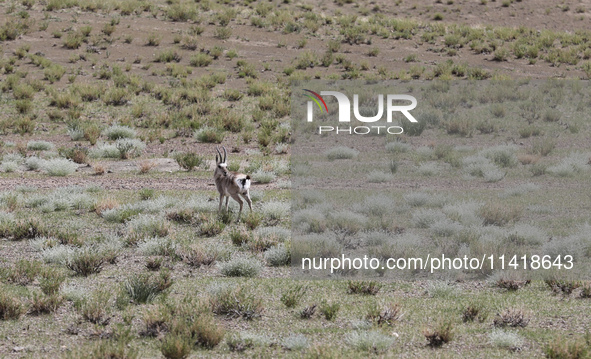 A Tibetan Gazelle is being shown in the pastoral area of Gamba county, Xigaze city, in Xigaze, China, on July 17, 2024. 