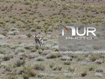 A Tibetan Gazelle is being shown in the pastoral area of Gamba county, Xigaze city, in Xigaze, China, on July 17, 2024. (