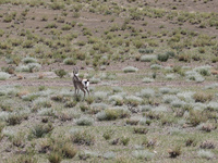 A Tibetan Gazelle is being shown in the pastoral area of Gamba county, Xigaze city, in Xigaze, China, on July 17, 2024. (