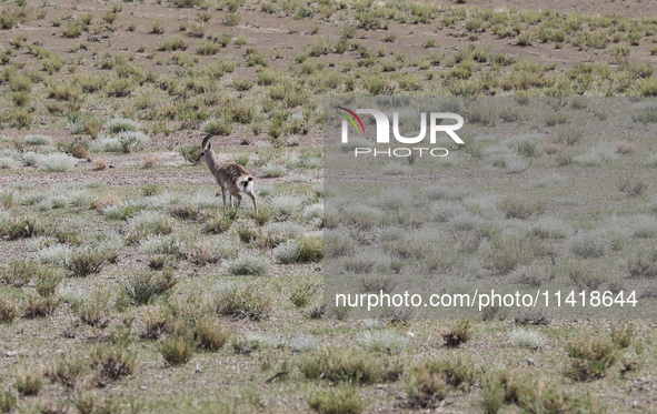 A Tibetan Gazelle is being shown in the pastoral area of Gamba county, Xigaze city, in Xigaze, China, on July 17, 2024. 