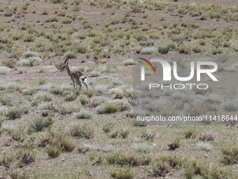 A Tibetan Gazelle is being shown in the pastoral area of Gamba county, Xigaze city, in Xigaze, China, on July 17, 2024. (