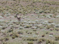 A Tibetan Gazelle is being shown in the pastoral area of Gamba county, Xigaze city, in Xigaze, China, on July 17, 2024. (