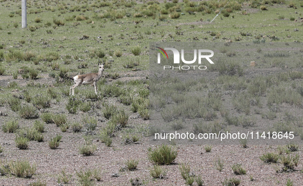 A Tibetan Gazelle is being shown in the pastoral area of Gamba county, Xigaze city, in Xigaze, China, on July 17, 2024. 