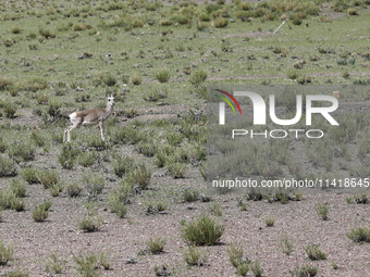 A Tibetan Gazelle is being shown in the pastoral area of Gamba county, Xigaze city, in Xigaze, China, on July 17, 2024. (