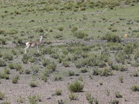 A Tibetan Gazelle is being shown in the pastoral area of Gamba county, Xigaze city, in Xigaze, China, on July 17, 2024. (