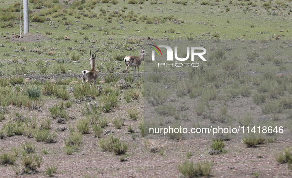 A Tibetan Gazelle is being shown in the pastoral area of Gamba county, Xigaze city, in Xigaze, China, on July 17, 2024. 