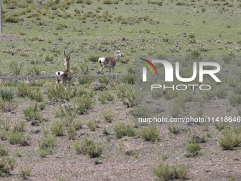 A Tibetan Gazelle is being shown in the pastoral area of Gamba county, Xigaze city, in Xigaze, China, on July 17, 2024. (