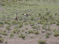 A Tibetan Gazelle is being shown in the pastoral area of Gamba county, Xigaze city, in Xigaze, China, on July 17, 2024. (