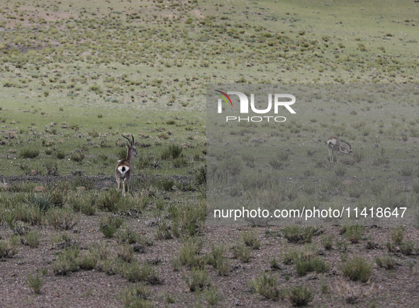 A Tibetan Gazelle is being shown in the pastoral area of Gamba county, Xigaze city, in Xigaze, China, on July 17, 2024. 