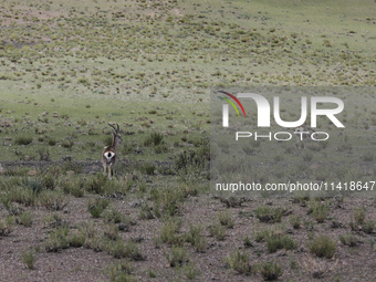 A Tibetan Gazelle is being shown in the pastoral area of Gamba county, Xigaze city, in Xigaze, China, on July 17, 2024. (