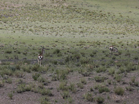 A Tibetan Gazelle is being shown in the pastoral area of Gamba county, Xigaze city, in Xigaze, China, on July 17, 2024. (