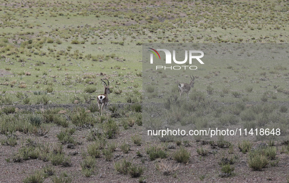 A Tibetan Gazelle is being shown in the pastoral area of Gamba county, Xigaze city, in Xigaze, China, on July 17, 2024. 