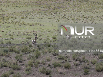 A Tibetan Gazelle is being shown in the pastoral area of Gamba county, Xigaze city, in Xigaze, China, on July 17, 2024. (