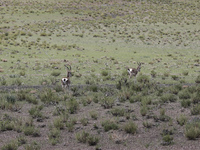 A Tibetan Gazelle is being shown in the pastoral area of Gamba county, Xigaze city, in Xigaze, China, on July 17, 2024. (