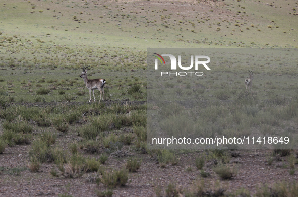 A Tibetan Gazelle is being shown in the pastoral area of Gamba county, Xigaze city, in Xigaze, China, on July 17, 2024. 