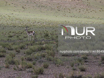 A Tibetan Gazelle is being shown in the pastoral area of Gamba county, Xigaze city, in Xigaze, China, on July 17, 2024. (