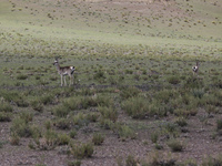 A Tibetan Gazelle is being shown in the pastoral area of Gamba county, Xigaze city, in Xigaze, China, on July 17, 2024. (