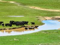 Reddish-brown water is meandering through a channel on the Tibetan Plateau in the upper reaches of Heihe River, China's second largest inlan...