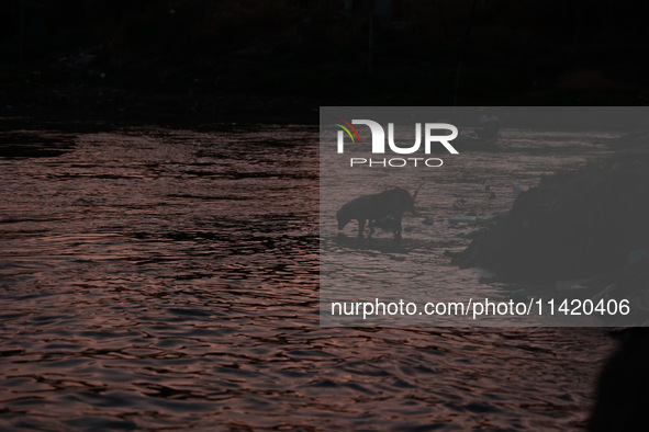 A stray dog is searching for food on the banks of River Jhelum in Sopore, Jammu and Kashmir, India, on July 19, 2024. 