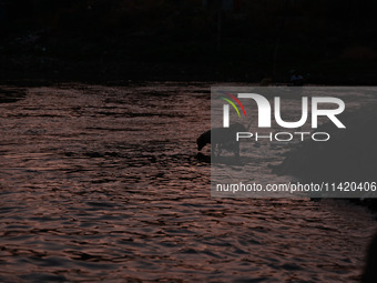 A stray dog is searching for food on the banks of River Jhelum in Sopore, Jammu and Kashmir, India, on July 19, 2024. (