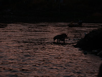 A stray dog is searching for food on the banks of River Jhelum in Sopore, Jammu and Kashmir, India, on July 19, 2024. (