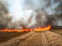 A wildfire is starting by a launched tear gas canister during a march as part of a rally against the construction of a giant water reservoir...