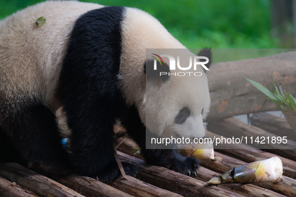 A giant panda is cooling off through ice at Chongqing Zoo in Chongqing, China, on July 20, 2024. 