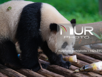 A giant panda is cooling off through ice at Chongqing Zoo in Chongqing, China, on July 20, 2024. (