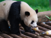 A giant panda is cooling off through ice at Chongqing Zoo in Chongqing, China, on July 20, 2024. (