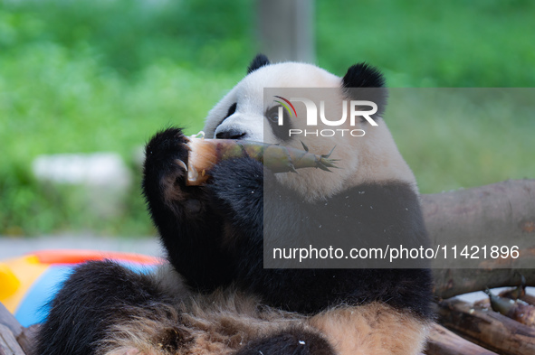 A giant panda is cooling off through ice at Chongqing Zoo in Chongqing, China, on July 20, 2024. 