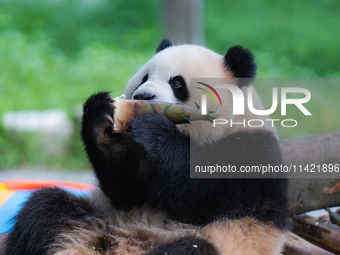 A giant panda is cooling off through ice at Chongqing Zoo in Chongqing, China, on July 20, 2024. (