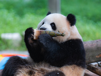 A giant panda is cooling off through ice at Chongqing Zoo in Chongqing, China, on July 20, 2024. (