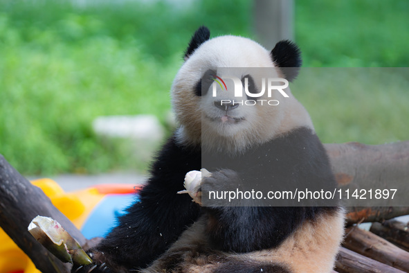 A giant panda is cooling off through ice at Chongqing Zoo in Chongqing, China, on July 20, 2024. 