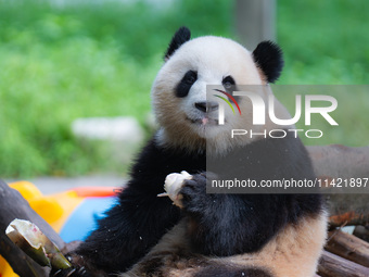 A giant panda is cooling off through ice at Chongqing Zoo in Chongqing, China, on July 20, 2024. (