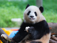 A giant panda is cooling off through ice at Chongqing Zoo in Chongqing, China, on July 20, 2024. (