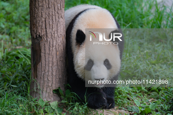 A giant panda is cooling off through ice at Chongqing Zoo in Chongqing, China, on July 20, 2024. 