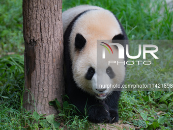 A giant panda is cooling off through ice at Chongqing Zoo in Chongqing, China, on July 20, 2024. (