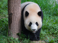 A giant panda is cooling off through ice at Chongqing Zoo in Chongqing, China, on July 20, 2024. (